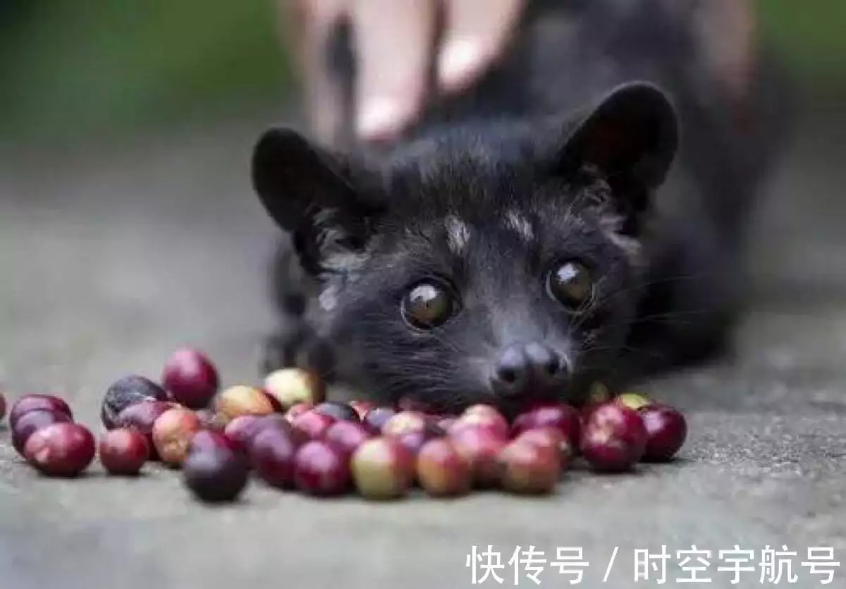 猫屎咖啡做法不人道_猫屎咖啡的做法_咖啡做法猫屎怎么做